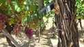 Cicada outbreak threatens orchards in Duhok as grape harvest begins