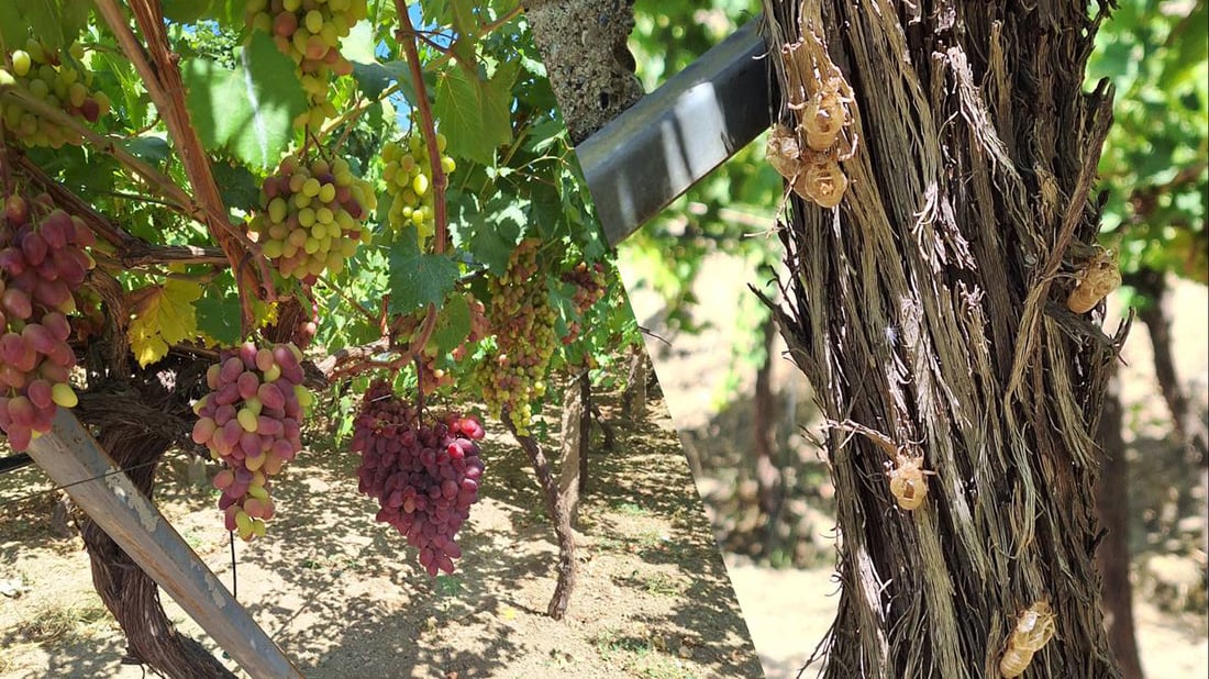 Cicada outbreak threatens orchards in Duhok as grape harvest begins