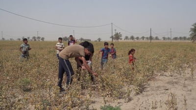 From a teacup of seeds to 74 acres: Safflower gains ground in Babil