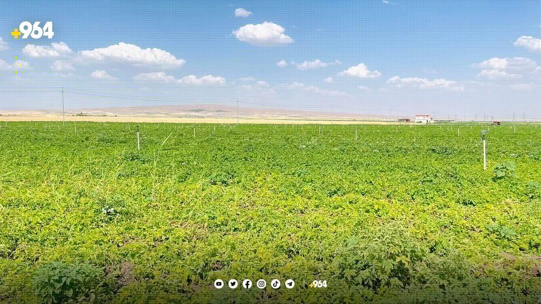 جوتیارانی دارەتوو: پێویستمان بە کارەبایە بۆ بەرهەمهێنانی پەتاتەی زیاتر