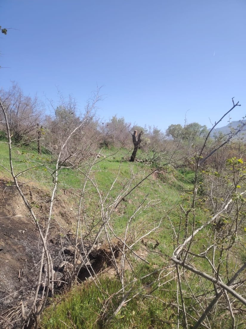 له‌ گوندێكی هیران كه‌سێك ده‌یان دارى سه‌ربڕ كردووه‌ و ده‌ستگیركرا