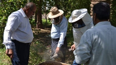 كربلاء تطلق حملة مجانية لمكافحة “النوزيما”.. دعوة لمربي النحل لتسجيل مناحلهم