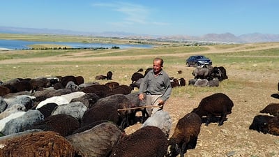 شەوانەکان جەژنانیش ناحەسێنەوە و ناچارن بچنە دەشت و دەر