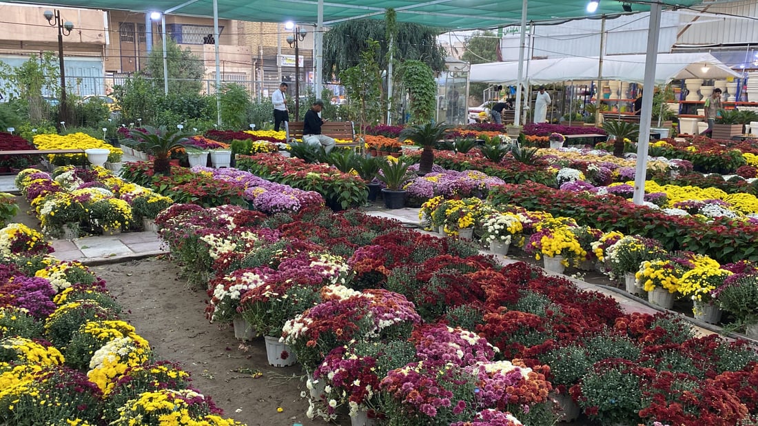 صور مذهلة من الناصرية: تخفيضات كبرى على الجوري والداوودي في مشتل المهندس