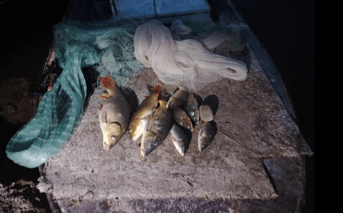 راوچیەکی ماسی دەستگیر کرا 