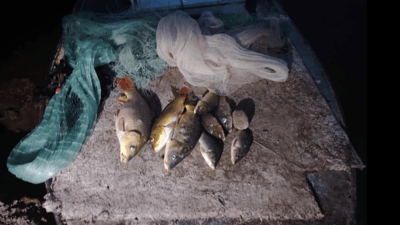 راوچیەکی ماسی دەستگیر کرا 