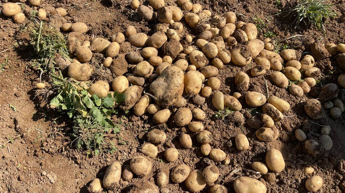 جوتیارانی باشیک هاواریان لێ هەڵساوە دەڵێن “بەرهەمی پەتاتە لەبازاڕ پارە ناکات”