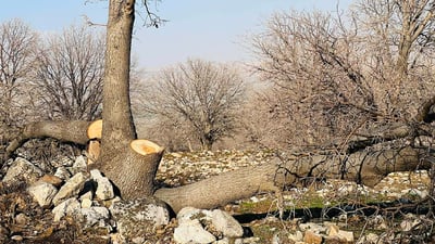 پیاوانی پۆلیس بەدوای داربڕەکانی قەرەداغ دەگەڕێن