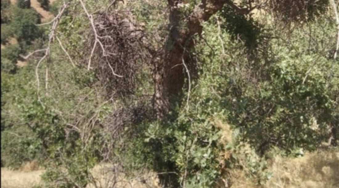 Tree disease plagues villages in Sharbazher district