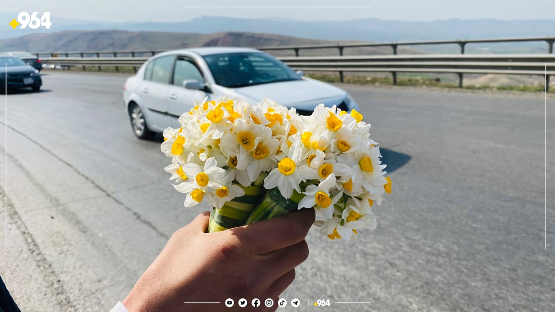 منداڵە نێرگز فرۆشەکانی لۆفەی سپیلک