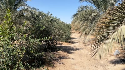 حزام أخضر جديد حول كربلاء.. الأحياء “عبرت” وآمال الدين الهر يتذكر أيامه