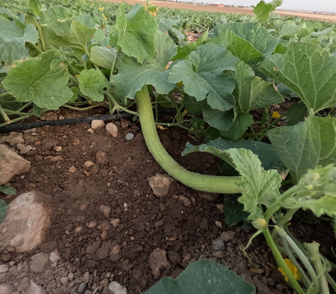 صور من سهول ومحصول “تعروزي” بعشيقة.. أطنان من قرية “عمر قابچي” إلى الأسواق