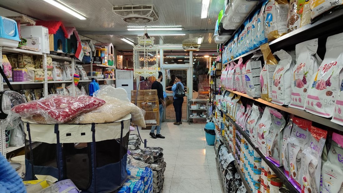 من مركز زيونة.. القطط للبنات والموظفين.. والكلاب للشباب المتفرغين
