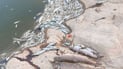 Thousands of fish found dead in Chamchamal pond