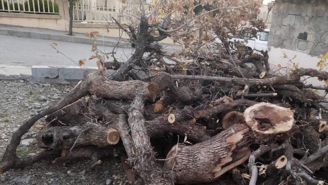 20 داری ته‌ڕی به‌ڕوو و مازوو بڕانه‌وه‌