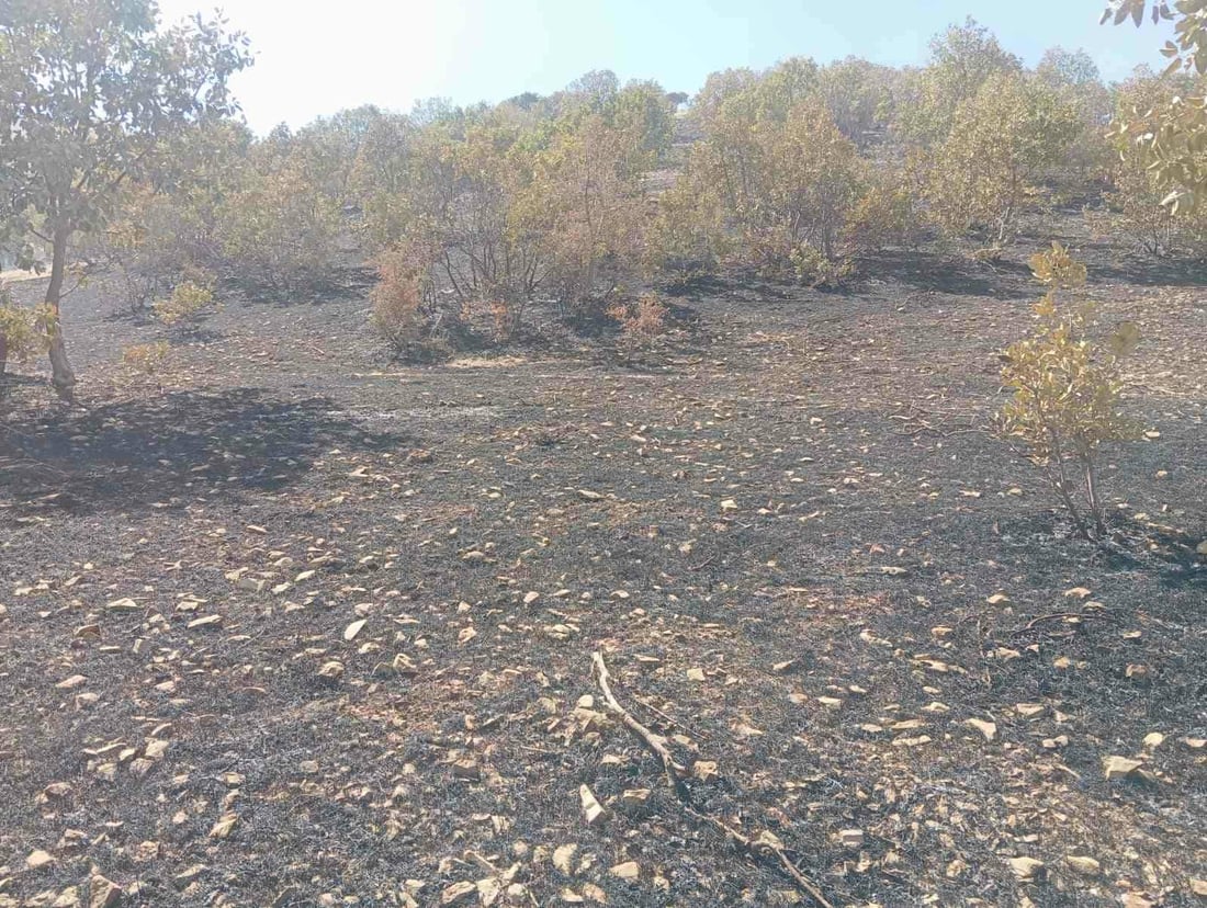 بە زەڕەبینێک نزیکەی 1000 داربەڕوو و 20 دۆنم پوش و پاوان سووتا