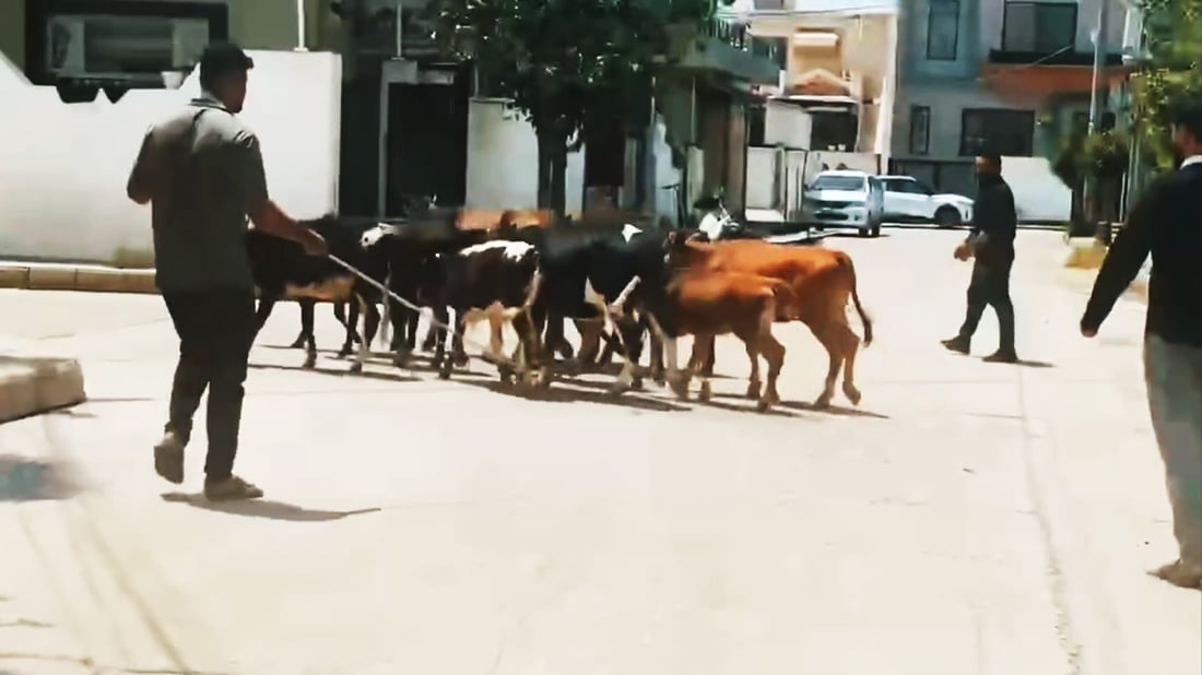 هەڵەبجە و رانیە بەدەست مانگای بەڕەڵاوە هەراسان بوونە