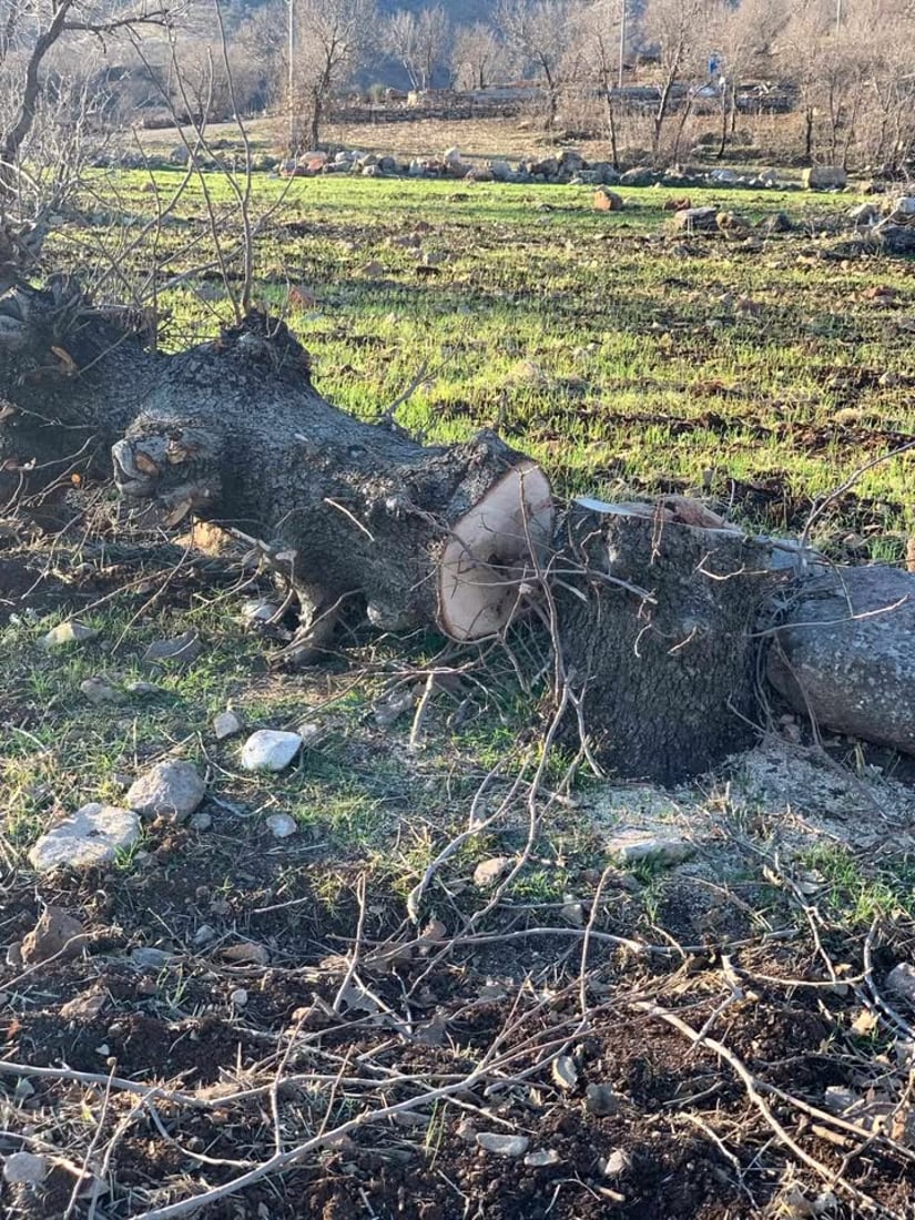 بە بڕینی دارەکان رازی نەبوون؛ بن و ریشەشیان سووتاندن