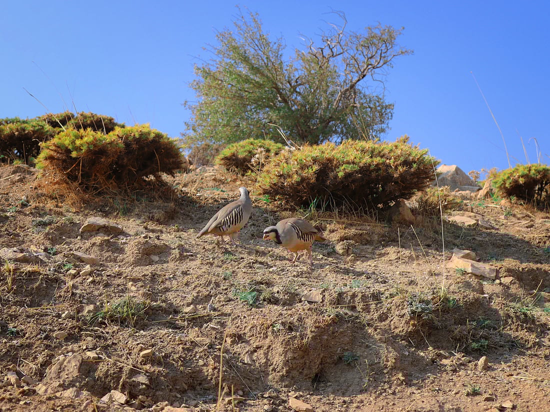 گوندنشینانی پشدەر ناوچەکەیان لە راوچیان دەپارێزن