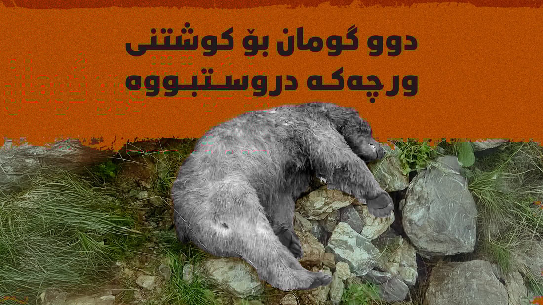 دوو گومان بۆ كوشتنى ورچه‌كه‌ى باڵەکایەتی دروستبووه‌