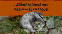 دوو گومان بۆ كوشتنى ورچه‌كه‌ى باڵەکایەتی دروستبووه‌
