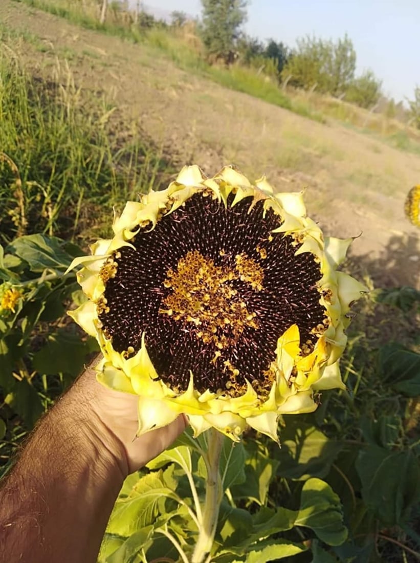 Sharazur sunflower with high oil content cultivated to boost local production