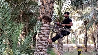 صاعود رشيق وبيده كوسرا.. تكريب النخيل صار أسهل لكن بعض الزبائن لا يدفعون (فيديو)
