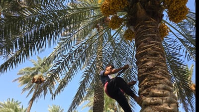 35 ألف نخلة برحي تزيد سحر الصويرة وعلوة جميلة رابح أكبر