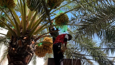 Diyala date harvest expected to nearly double in 2025