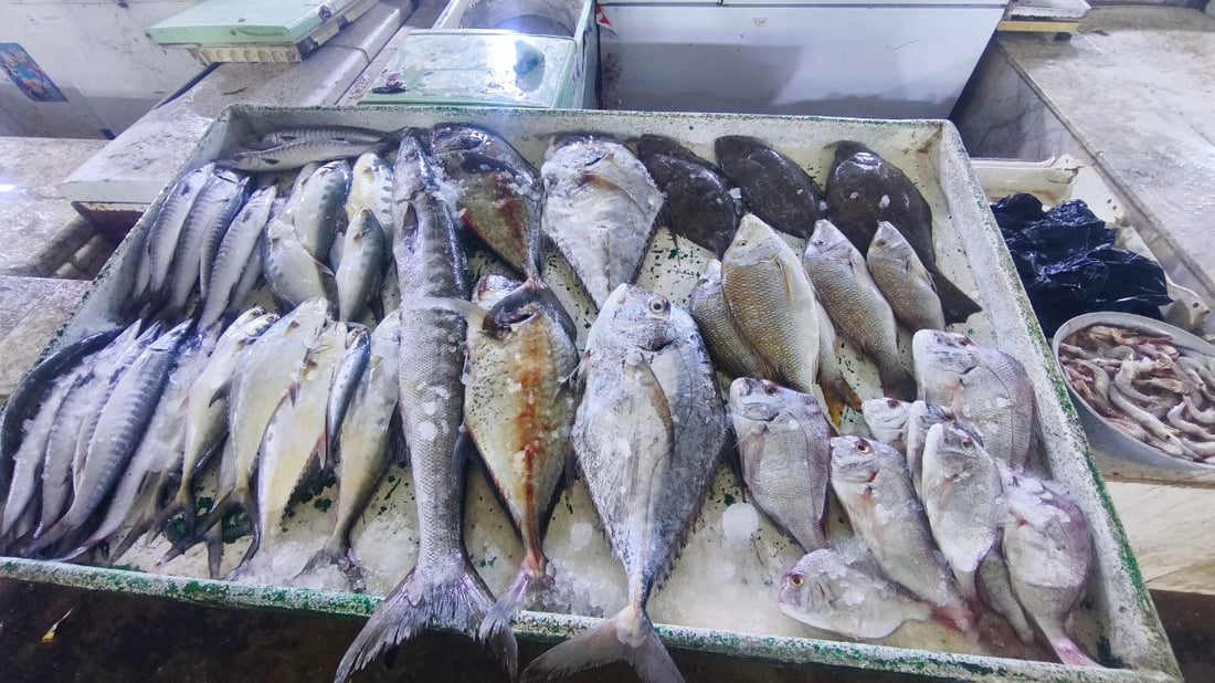 صور من مرسى الفاو: البحارة عادوا بأطنان من البياح والنويبي والروبيان