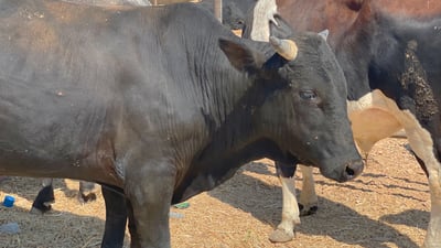 نەخۆشییەکی کوشندە هاوردەکردنی ئاژەڵ لە تورکیاوە رادەگرێت