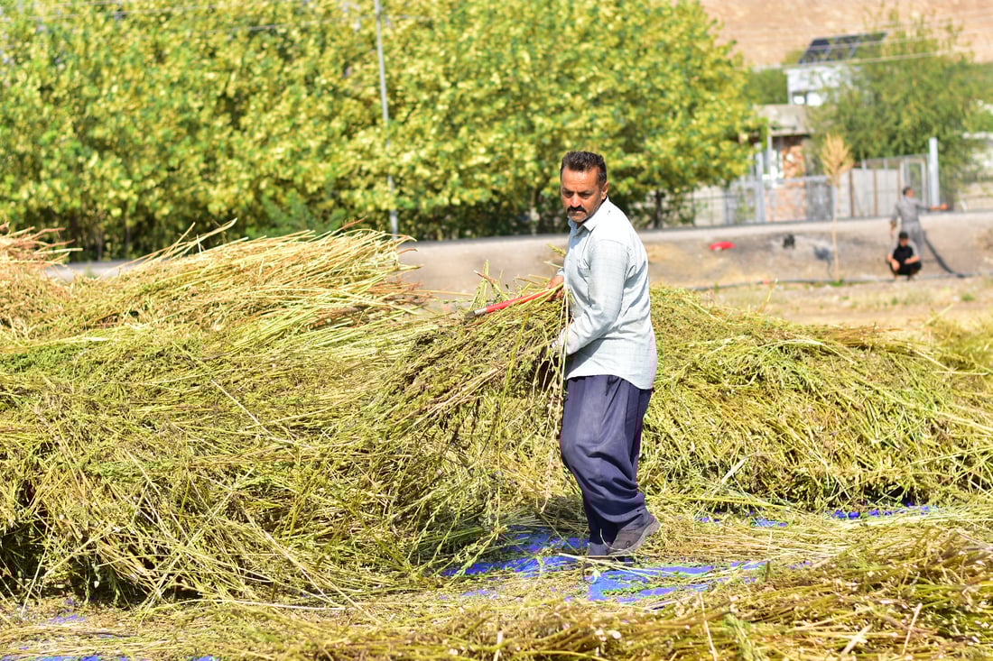Sesame harvest begins in Mwan village despite irrigation challenges