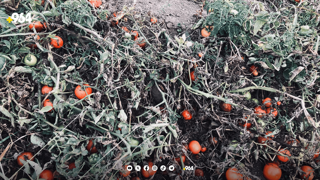 تەماتەی پێنجوێن کەمیکردووە و پارەش ناکات