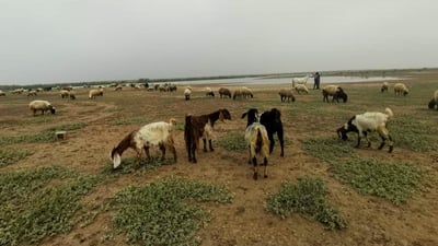 بعد سنوات القحط.. مراعي حمرين تنتعش وقطعان الماشية تتزاحم على ضفافها