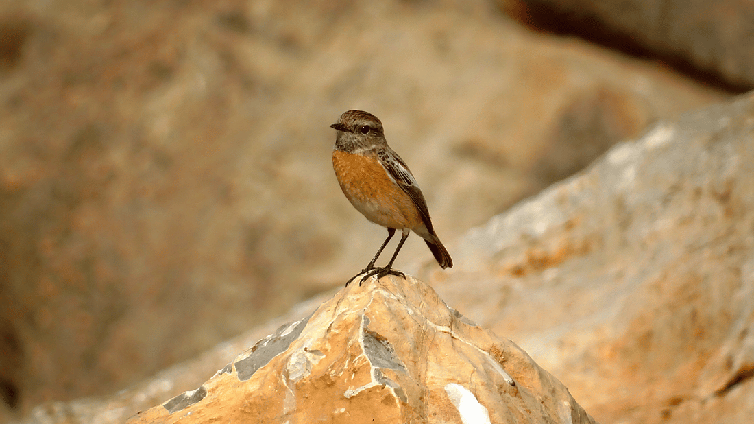 باڵندەکانی پشدەر رەنگی بەهاریان هێناوە