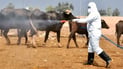 Kurdistan Region issues Eid Al-Adha animal slaughter guidelines