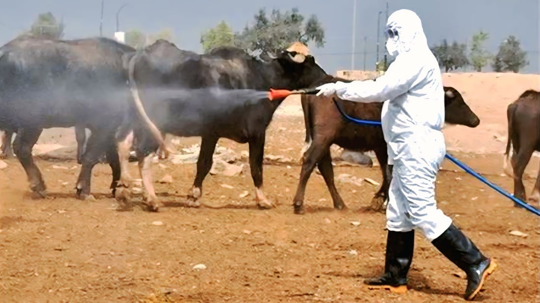 Kurdistan Region issues Eid Al-Adha animal slaughter guidelines
