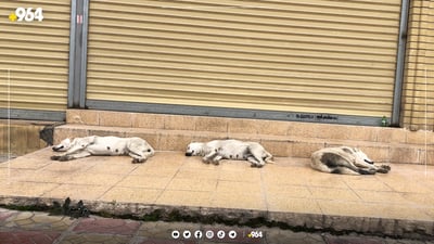 تەنیا مانگی سێ 78 حاڵەتی گەستنی سەگ لە هەولێر هەبووە