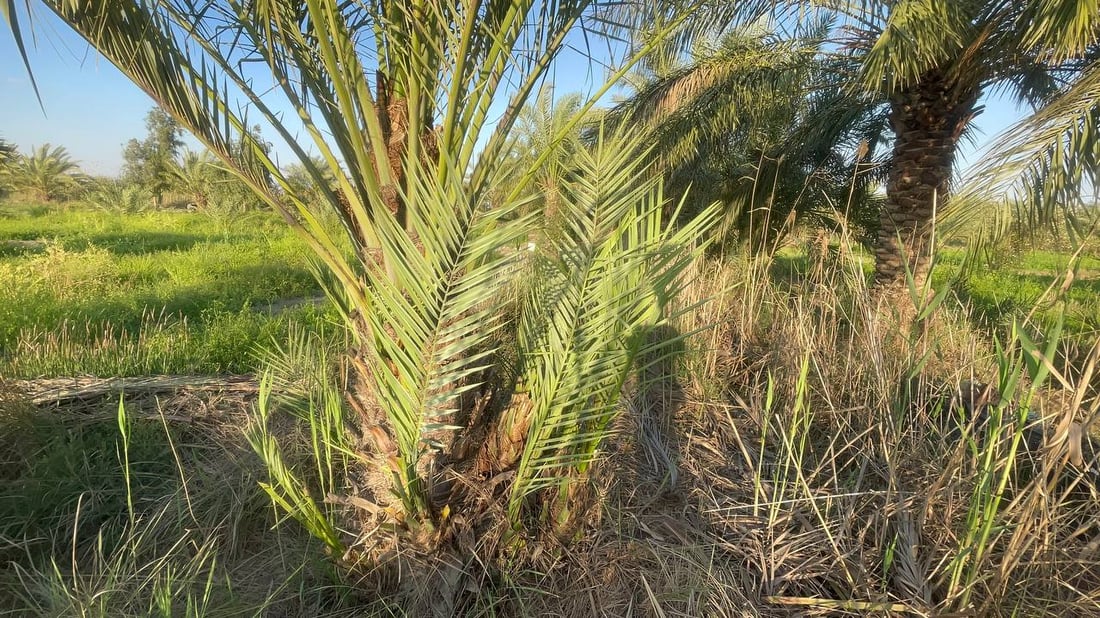 صور: كربلاء تردّ الجميل وترسل النخيل إلى البصرة لإطلاق “الثورة الزراعية”