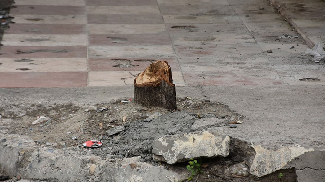 لەسەر بڕینەوەی دوو دار هاوڵاتییەک دەدرێت بە دادگا