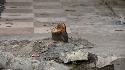 لەسەر بڕینەوەی دوو دار هاوڵاتییەک دەدرێت بە دادگا