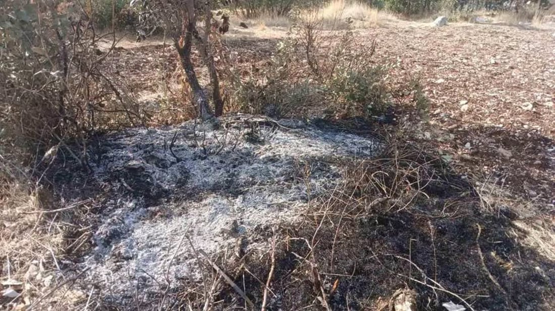کۆمەڵێک داری تەڕی بڕییەوە و بنەکانیشی سووتاندن؛ دەستگیر کرا