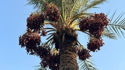 Iraq’s palm tree population exceeds 22 million
