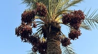 Iraq's palm tree population exceeds 22 million