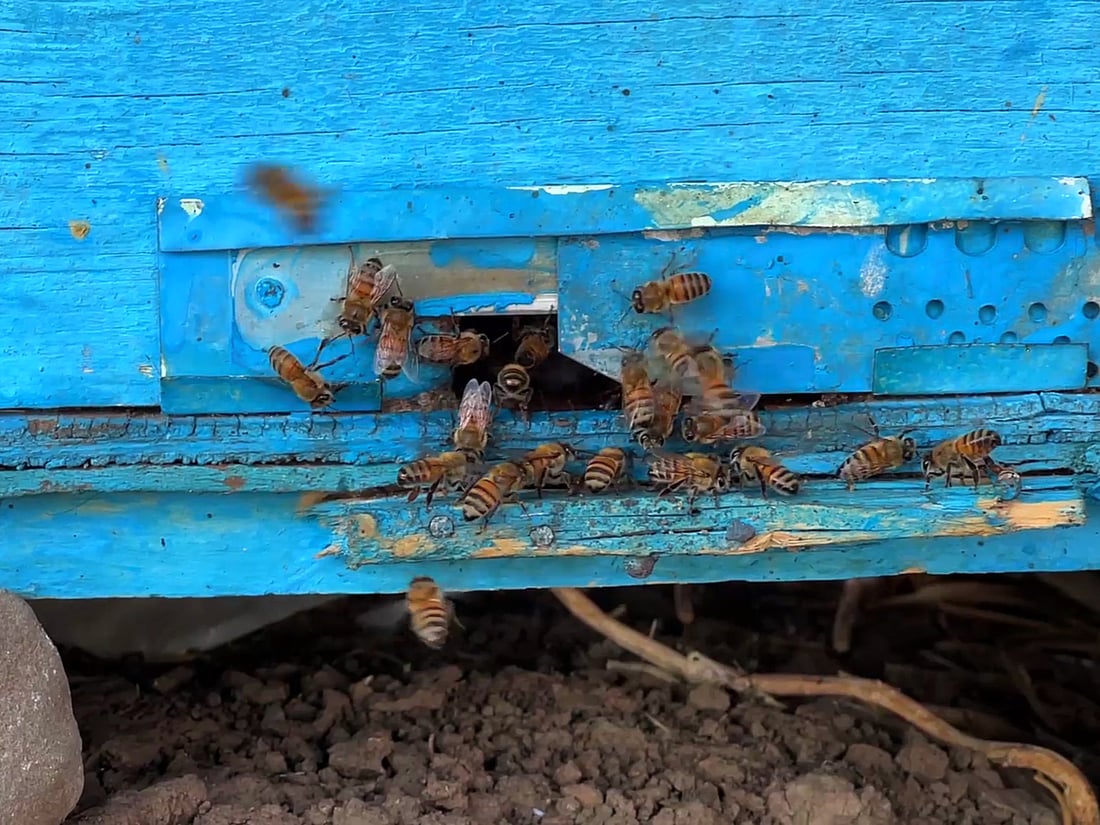 ئەمساڵ بەرهەمی هەنگوین لەپشدەر لە نیوە کەمتر بووەتەوە