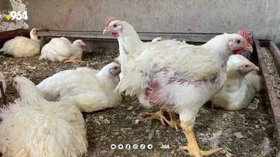 لە ماوەی دوو مانگدا 600 کێڵگەی پەلەوەری لە کارکردن وەستاون