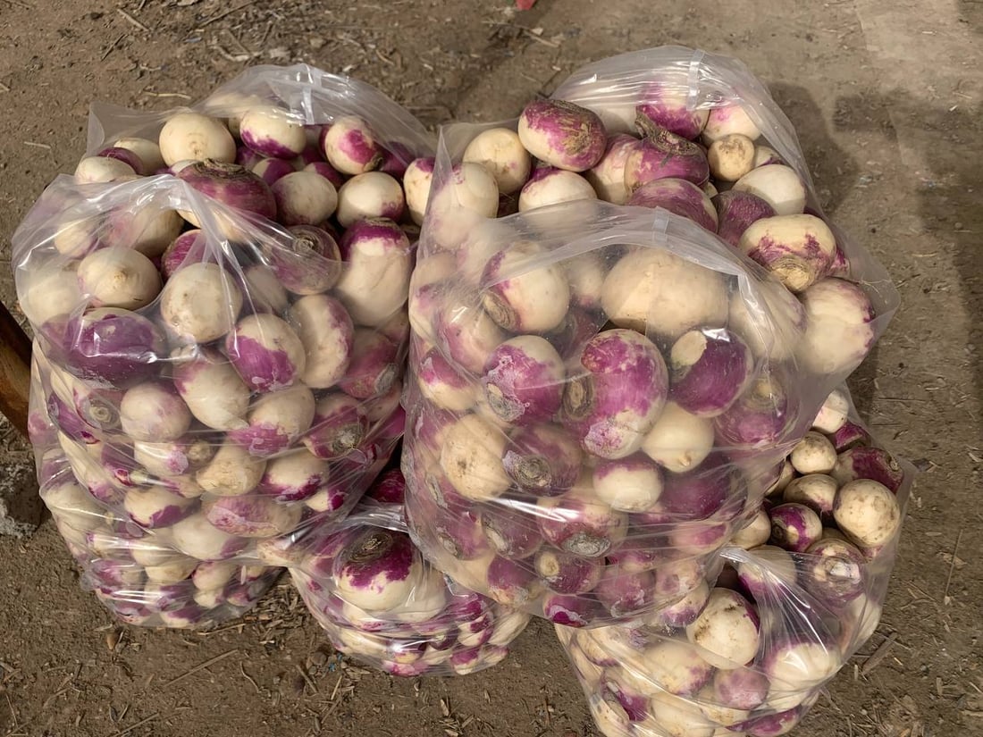 أبو غريب: انخفاض أسعار الشلغم إلى النصف.. والبطاطا أول الأسباب