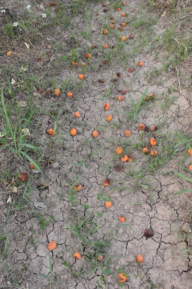 ئەمساڵیش قەیسی خانەقین بازاڕی نییە