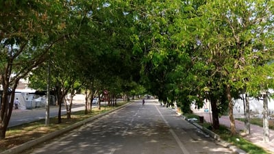 هل عرفتم لماذا يجب أن نزرع “ألبيزيا”.. شاهدوا الأنفاق الخضراء المتشابكة!