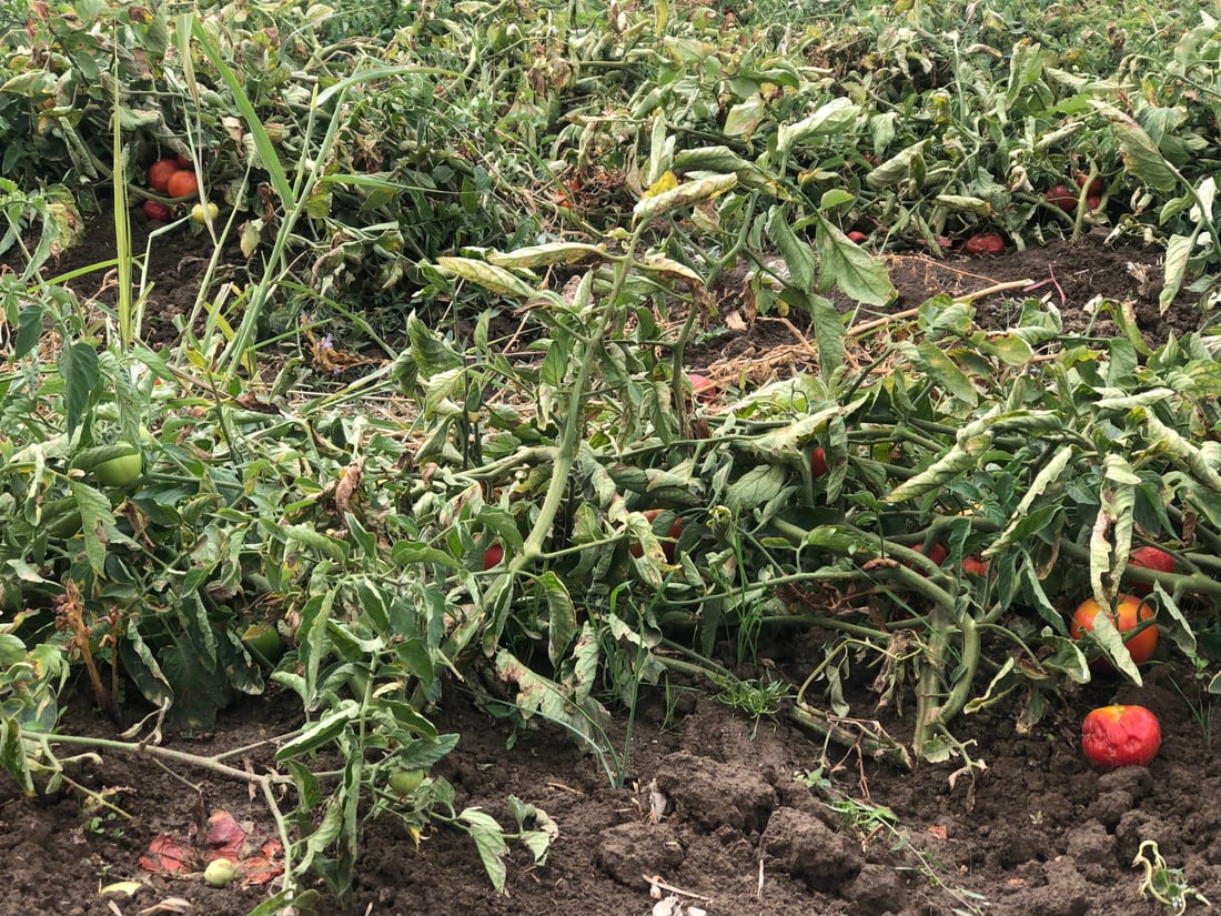 ئەندازیارێکی کشتوکاڵی هۆشداری بە جوتیارانی پێنجوێن دەدات دوای بارانبارین